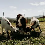 Vitalenta Agriboutique